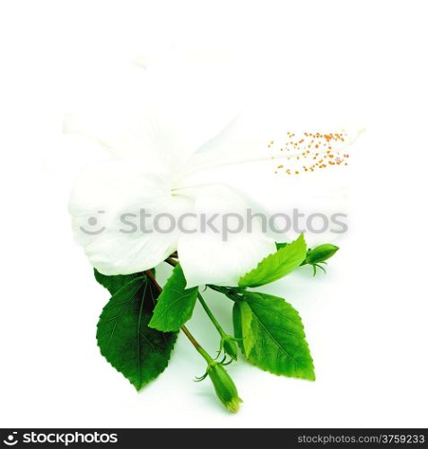 White Hibiscus flower isolated on a white background