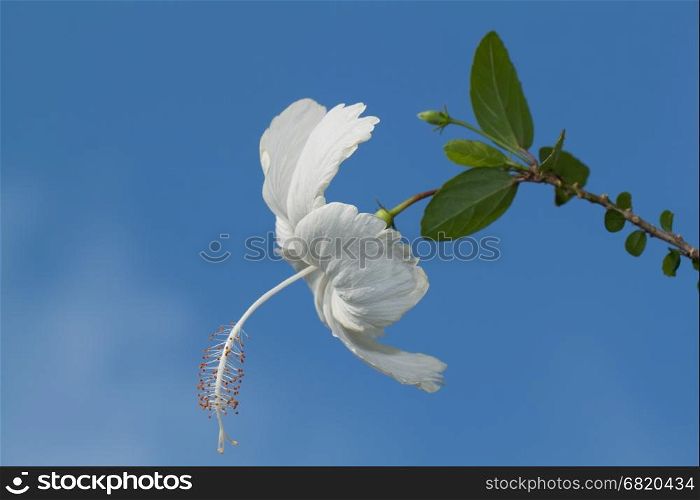 White hibiscus flower on blue background.