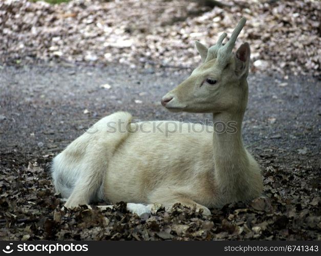 white hind-sight to the left. white deer is resting in the forest