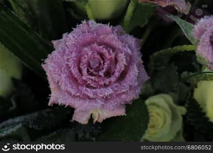 White hoar frost on a single purple rose
