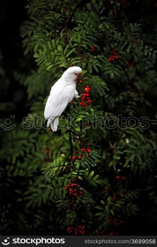 White home parrot bites Rowan berries