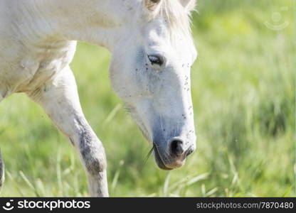 white horse eating in the mountain pastures