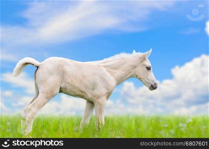 White horse foal walking in green grass on blue sky background&#xA;