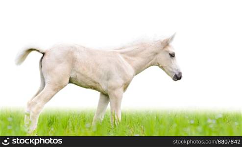White horse foal walking in green grass on white background&#xA;