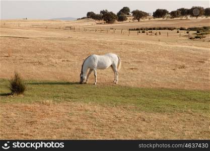 White horse grazing in the meadow with dry grass in the summer