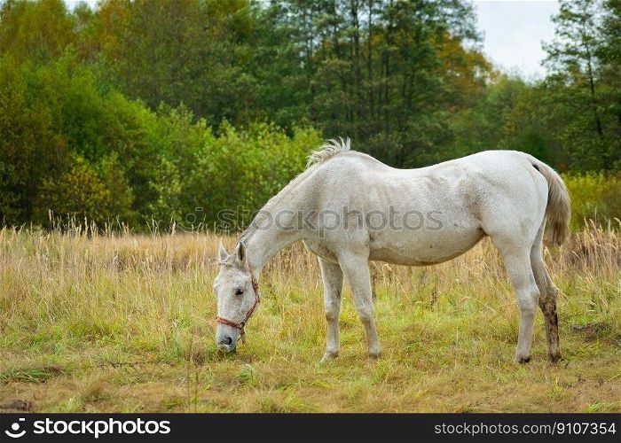 White horse grazing on the meadow in front of the forest, October day