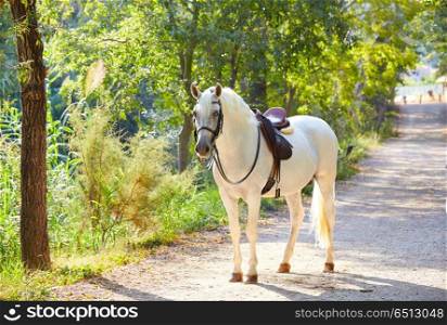 White horse in a forest track relaxed . White horse in a forest track relaxed standing up