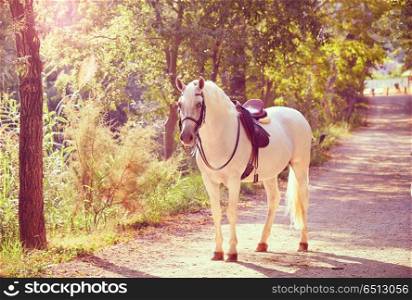White horse in a forest track relaxed . White horse in a forest track relaxed standing up