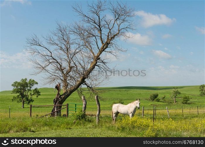White horse in a green field near Strong City, Kansas