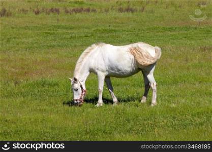 White horse in a meadow full of green grass