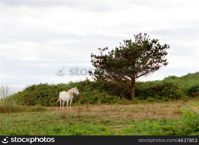 White horse in a meadow with trees