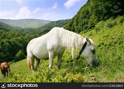 White horse in the Carpatian Mountains