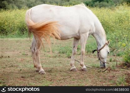 White horse in the meadow grazing grass prairie&#xA;