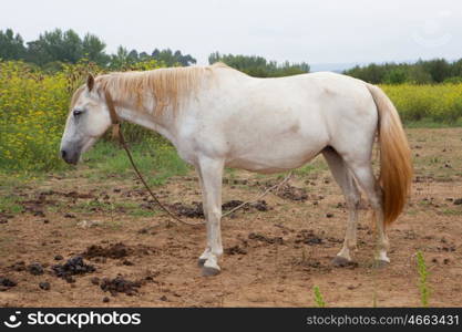 White horse in the meadow with a beautiful blue sky