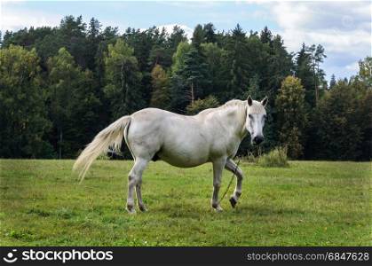 White horse is grazing in a meadow near the village of Mikhailovskoye, Pushkinsky Reserve, Russia. White horse on a green meadow