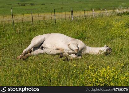 White horse lying on its side, Strong City, Kansas