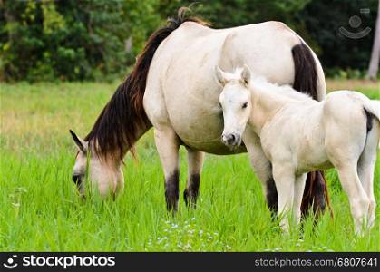 White horse mare and foal grazing in a field of grass, Thailand