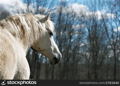 White horse on a background of a wood