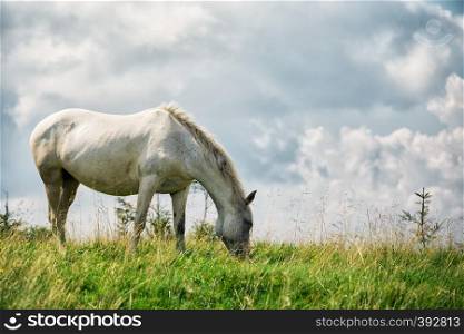 White horse on a green pasture under a cloudy sky. White horse on a green pasture