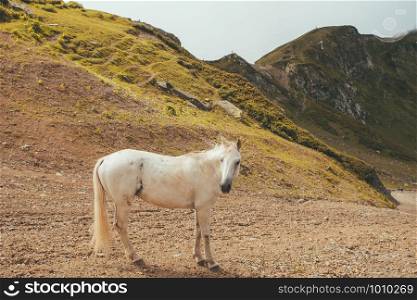 white horse on a mountain pasture. White wild horse