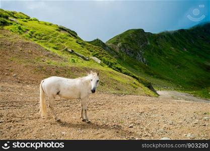 white horse on a mountain pasture. White wild horse