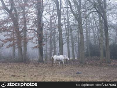 white horse on cold and foggy winter morning in dutch forest near utrecht in the netherlands