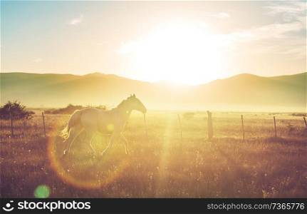 White horse on pasture at sunset. 