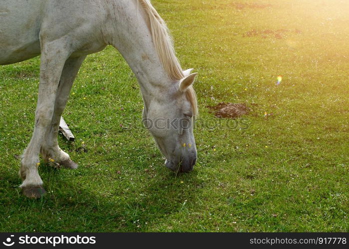 white horse portrait grazing in the farm in the meadow