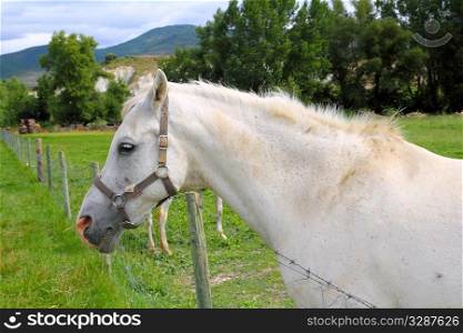white horse portrait outdoor meadow grassland in Pyrenees Spain