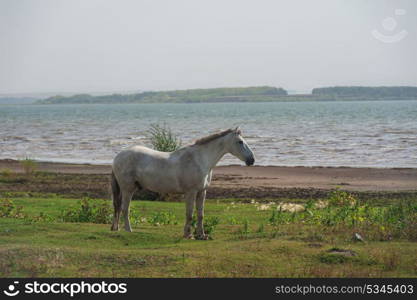 White horse portrait. White horse closeup portrait at the lake