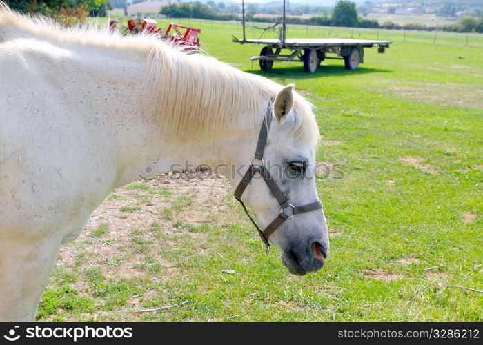 White horse profile portrait outdoor green grass meadow