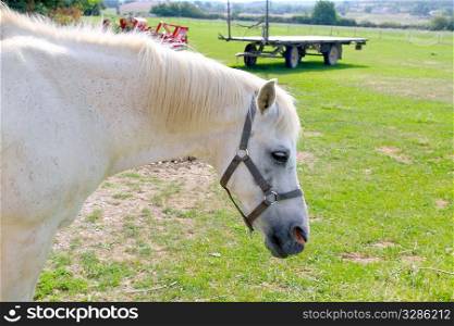 White horse profile portrait outdoor green grass meadow