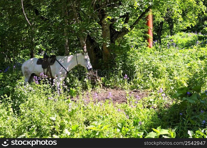 White horse riding in the green forest