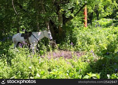 White horse riding in the green forest