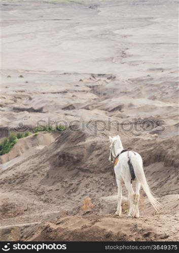 White horse stand at Desert Sand Dune Mountain Landscape of Bromo Volcano crater, East Java Island Indonesia (Selective focus at horse)