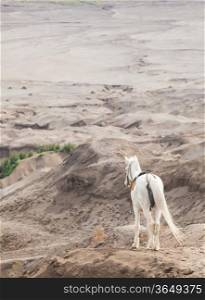 White horse stand at Desert Sand Dune Mountain Landscape of Bromo Volcano crater, East Java Island Indonesia (Selective focus at horse)