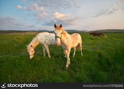 White horse standing on a green field. Nature composition.