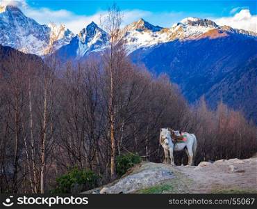 White horse standing on a hill having Mount Siguniang in the background at Siguniang National Park, Sichuan, China