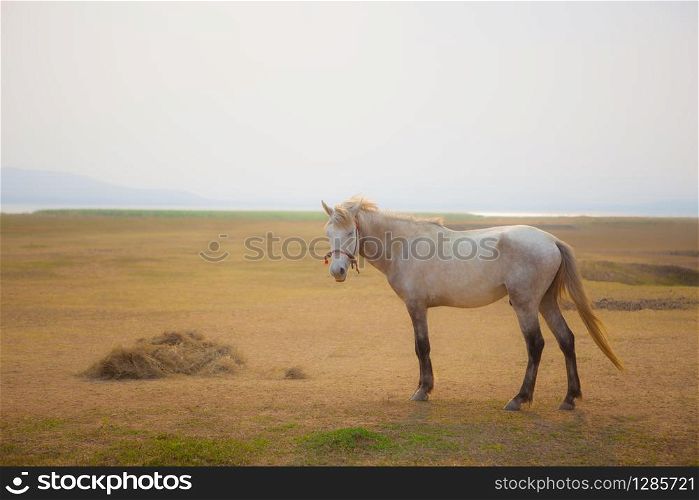 white horse standing on farm field with beautiful sun light