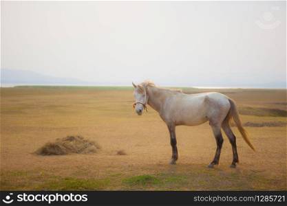 white horse standing on farm field with beautiful sun light