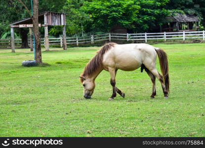 White horse standing on the grass.