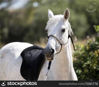 white horse with ethological halter in nature
