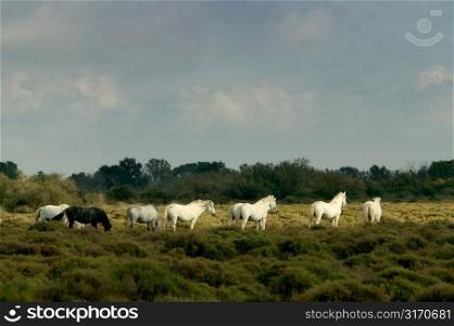White Horses in Patch of Sun