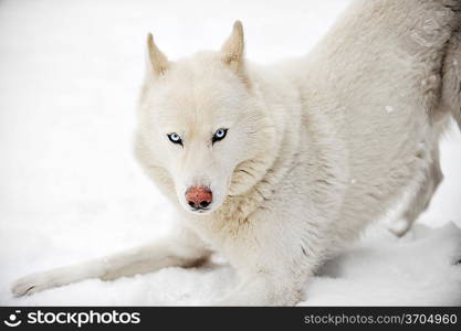 White huskey close up winter photo