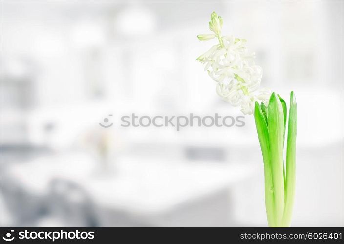 White hyacinth flower in a bright kitchen