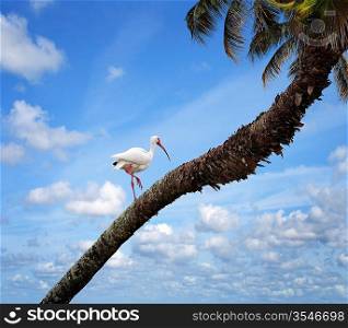 White Ibis (Eudoctricimus albus) Perched On A Tree