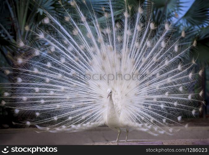 white indian peacock showing beautiful fan tail and dancing on ground
