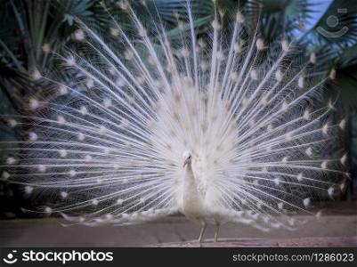 white indian peacock showing beautiful fan tail and dancing on ground