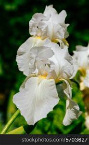 White iris flowers in the summer garden, closeup view&#xA;
