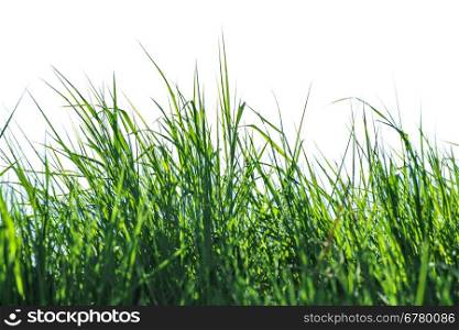 White isolated grass. Close up